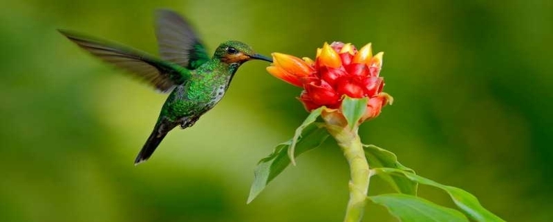 Descubre por qué el Quindío es el lugar ideal para el avistamiento de aves
